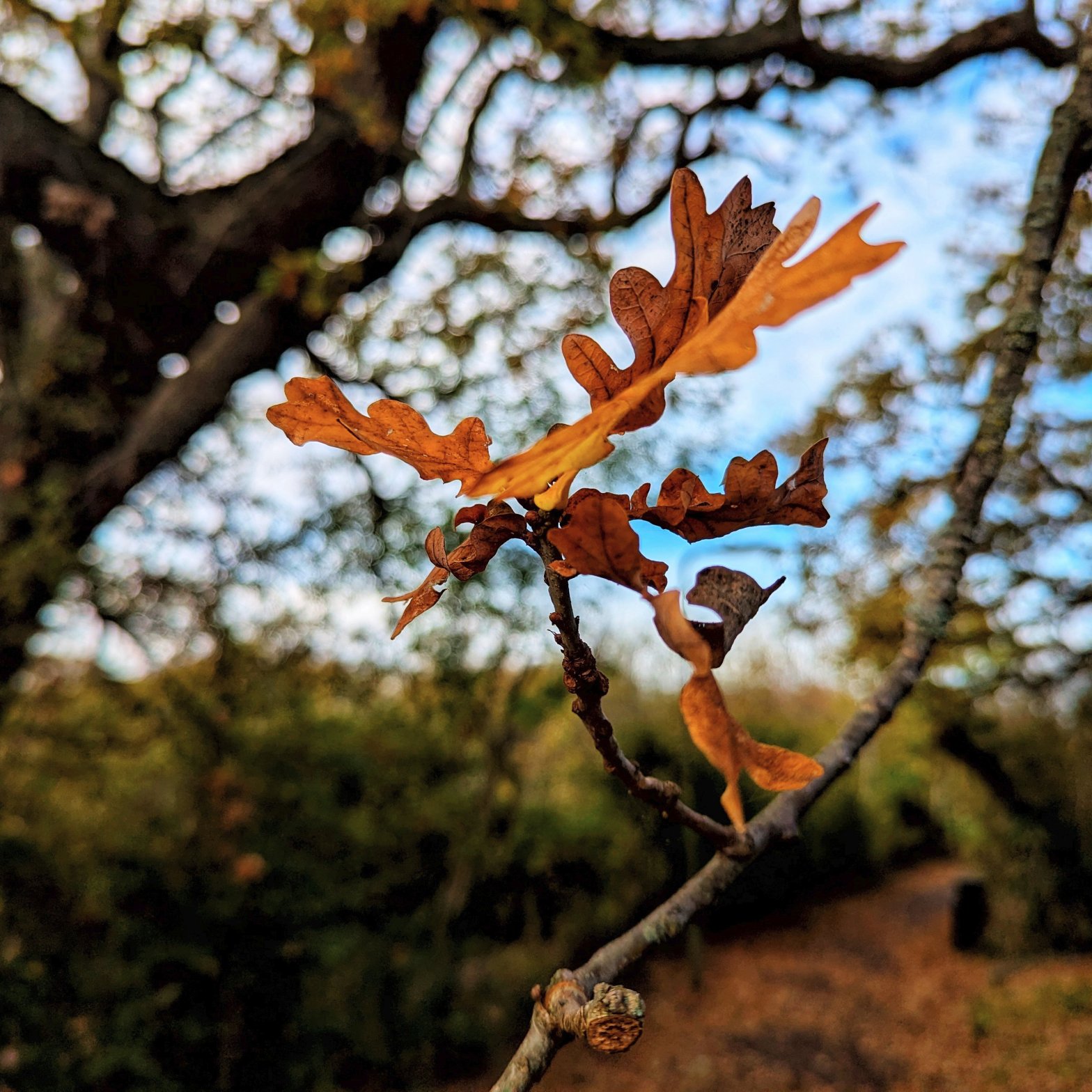 The last oak leaves clinging to a twig before they fell.